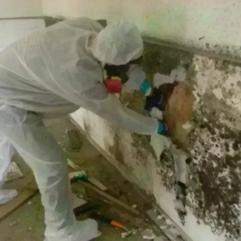 Mold Remediation and Removal in Port Orford, OR